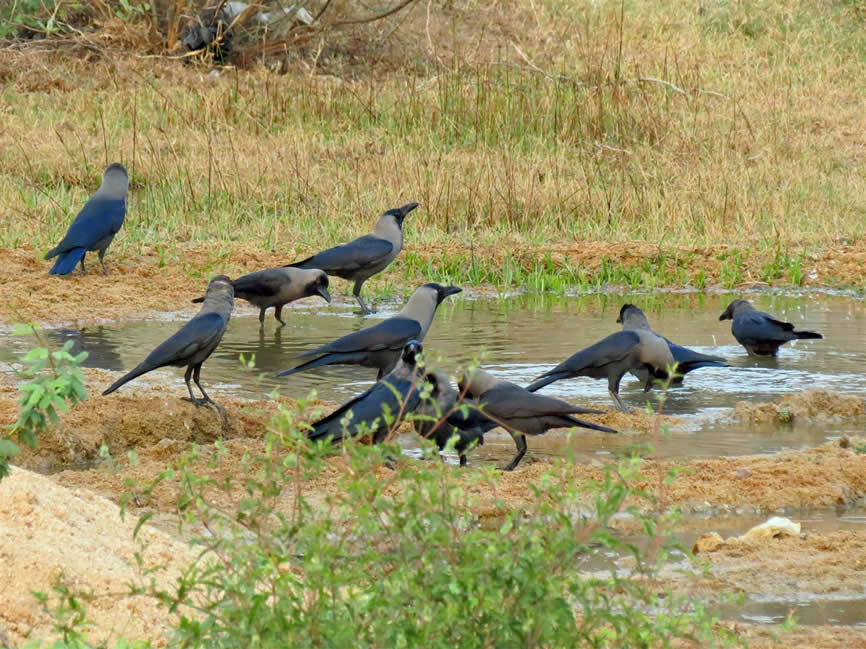 house crow